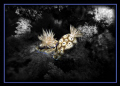   Two nudibranches inside one BioRock structure great coral reef restoration project Pemuteran NW Bali  